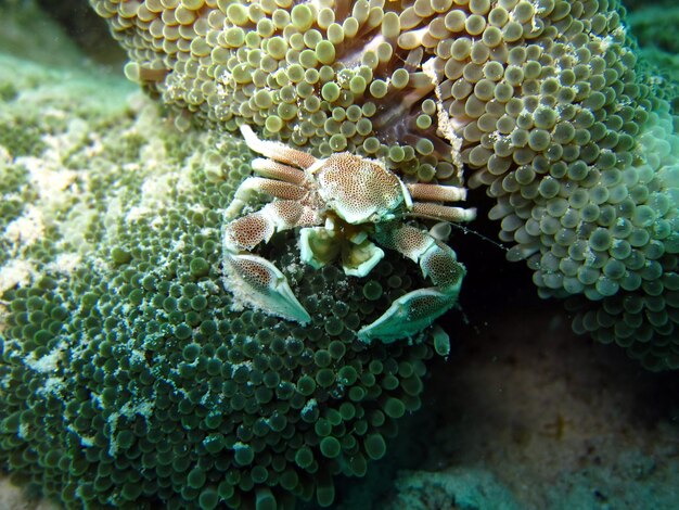 Foto prossimo piano del corallo in mare