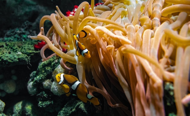 Foto prossimo piano del corallo in mare