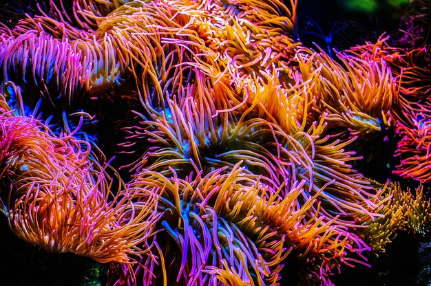 Close-up of coral in sea