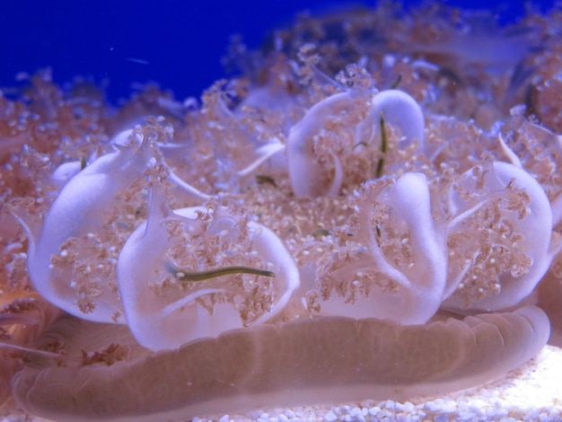 Foto prossimo piano del corallo in mare