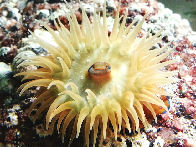 Foto prossimo piano del corallo in mare