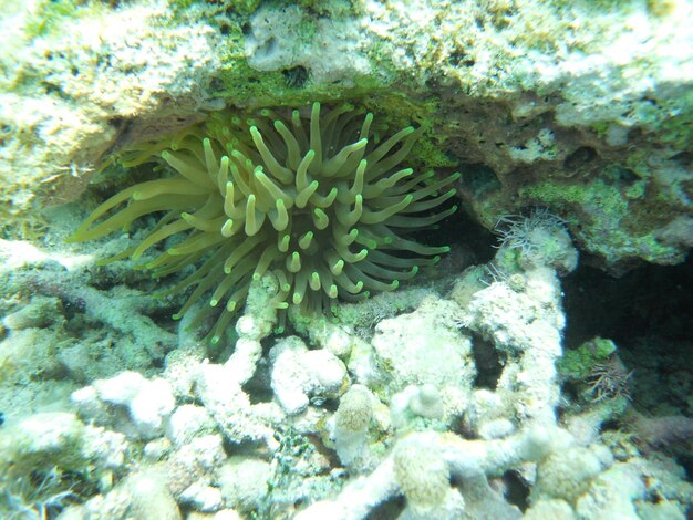 Foto prossimo piano del corallo in mare