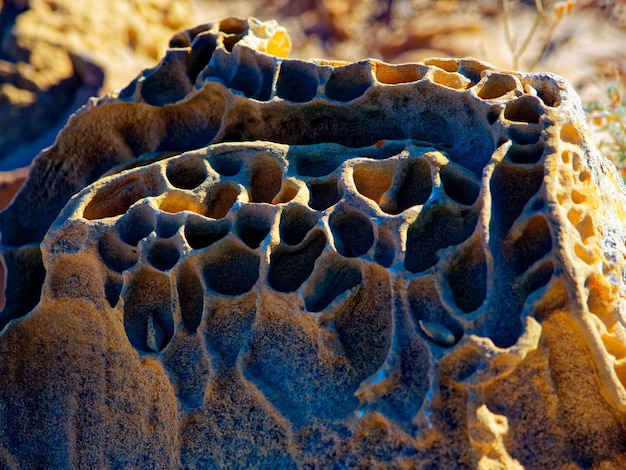 Foto prossimo piano del corallo in mare