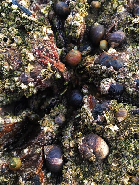 Foto prossimo piano del corallo in mare