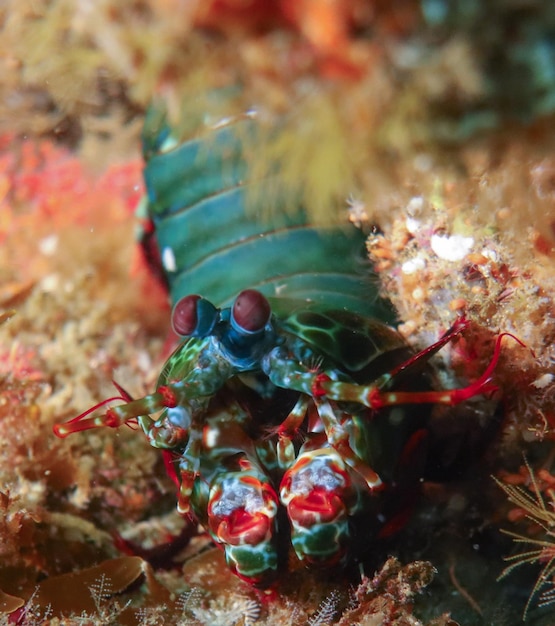 Foto prossimo piano del corallo in mare