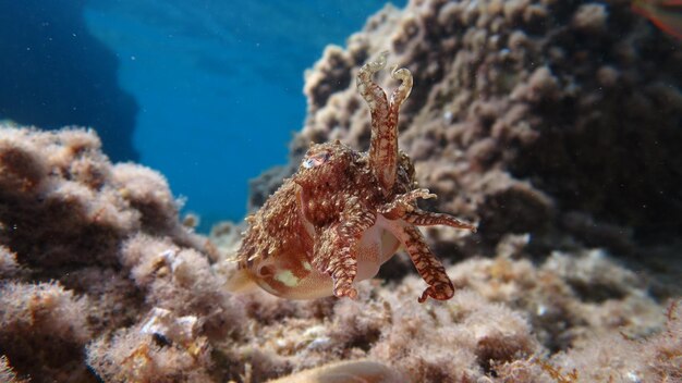 Close-up of coral in sea