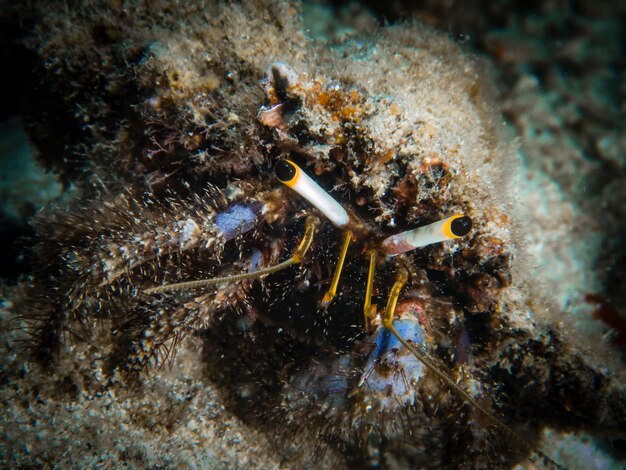 Foto prossimo piano del corallo in mare