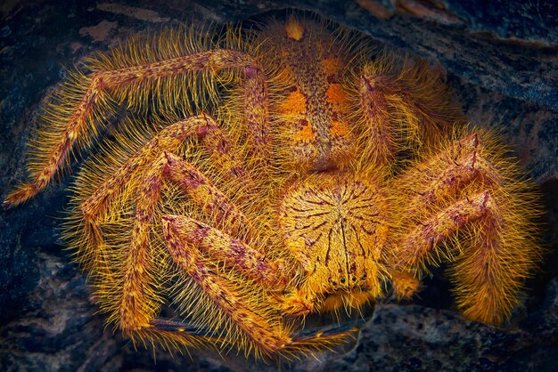 Photo close-up of coral in sea