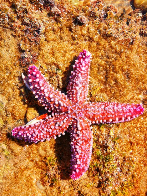 Foto prossimo piano del corallo in mare