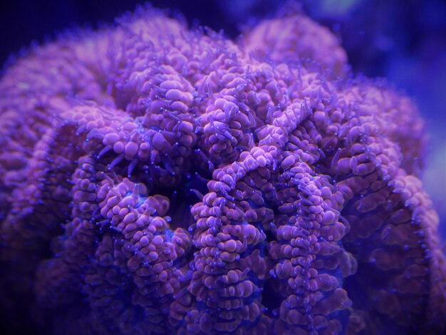 Close-up of coral in sea