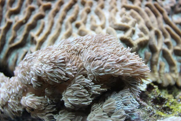 Photo close-up of coral in sea