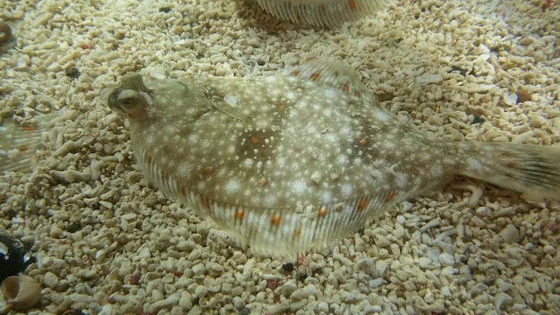 Foto prossimo piano del corallo in mare