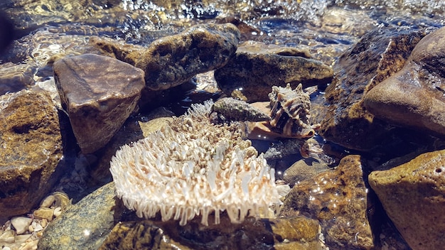 Foto prossimo piano del corallo in mare