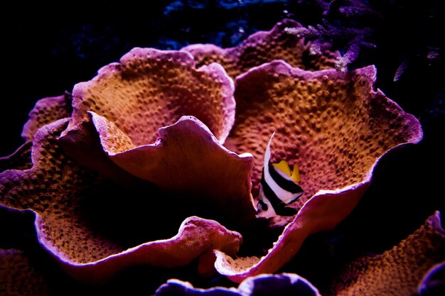 Foto prossimo piano del corallo in mare