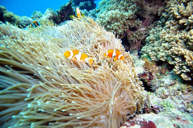 Close-up of coral in sea