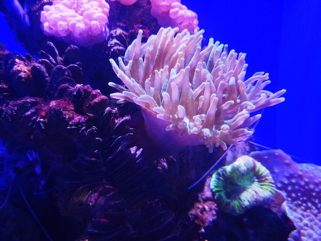 Close-up of coral in sea