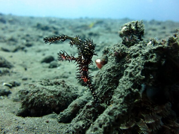 Photo close-up of coral in sea