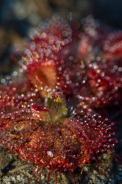 Close-up of coral in sea