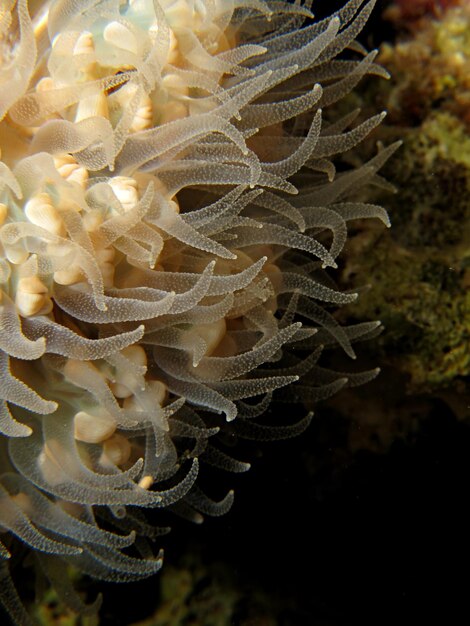 Foto prossimo piano del corallo in mare