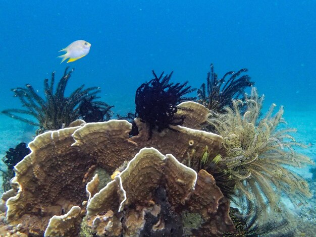 Close-up of coral in sea