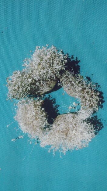 Photo close-up of coral in sea