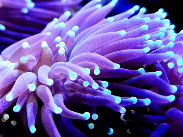 Close-up of coral in sea