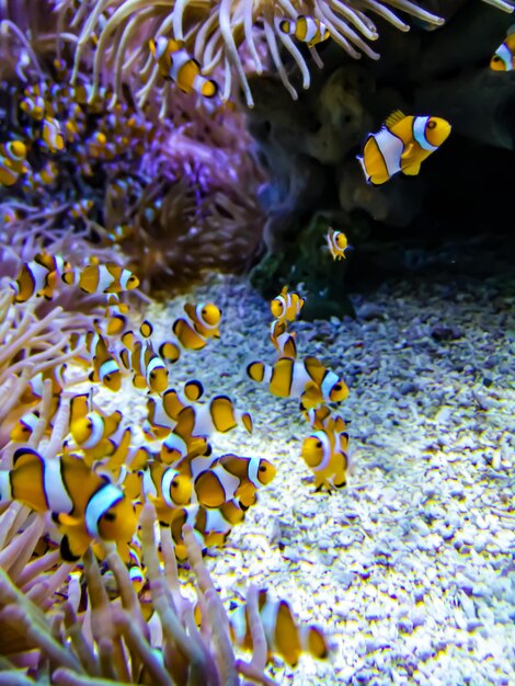 Foto prossimo piano del corallo in mare