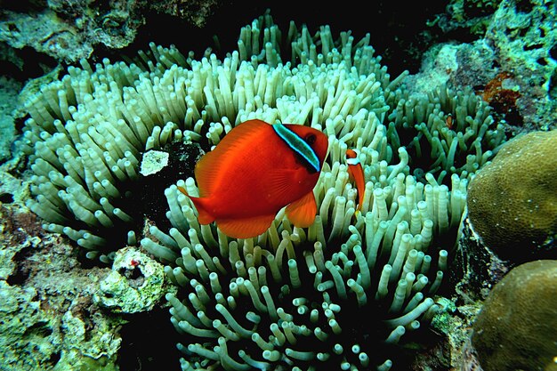 Close-up of coral in sea