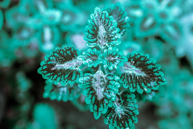 Close-up of coral in sea