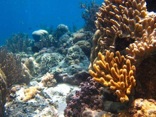 Close-up of coral in sea