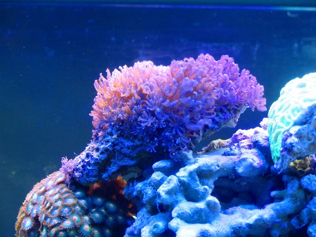 Photo close-up of coral in sea