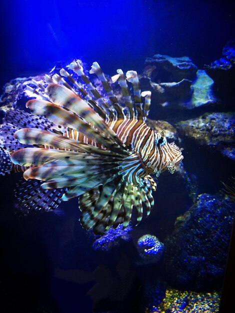 Close-up of coral swimming in sea