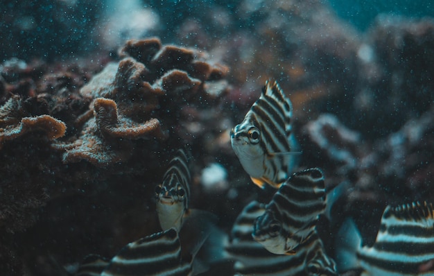 Photo close-up of coral swimming in sea