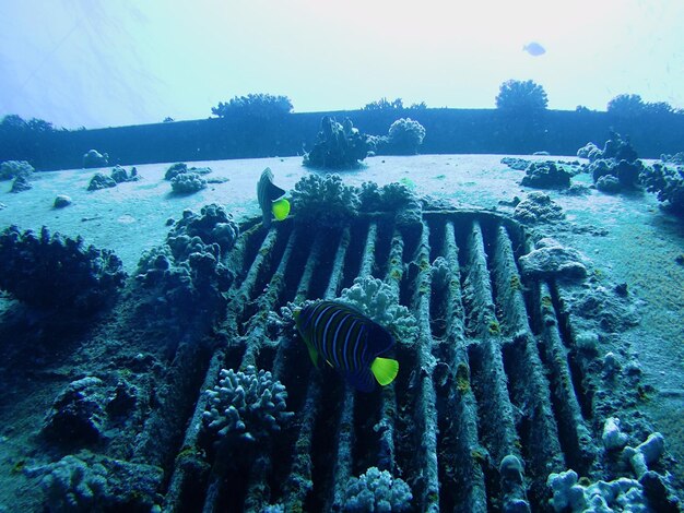 Foto prossimo piano di un corallo che nuota in mare