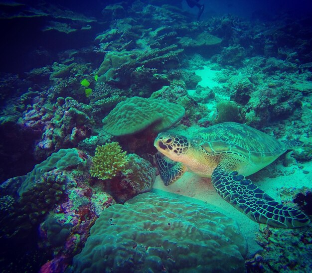 Foto prossimo piano di un corallo che nuota in mare