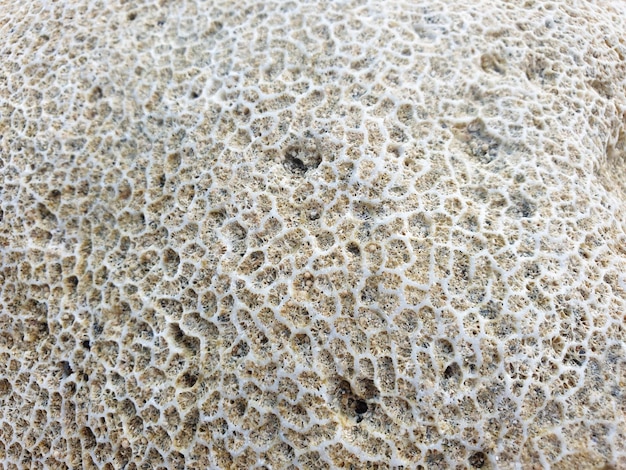 A close up of a coral texture