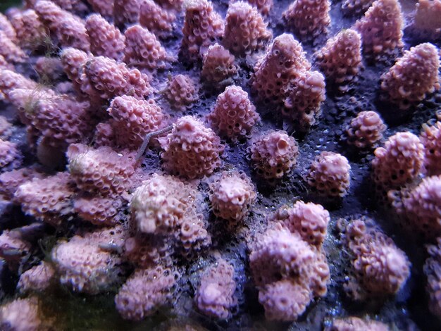 Photo close-up of coral underwater