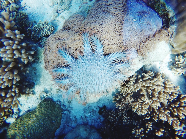 Foto prossimo piano dei coralli sott'acqua