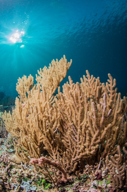 close-up of coral underwater