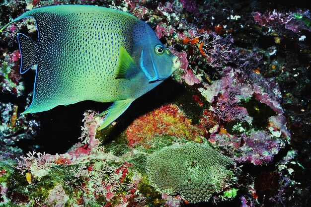 Photo close-up of coral underwater