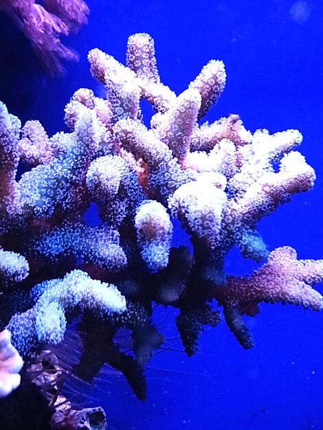 Photo close-up of coral underwater