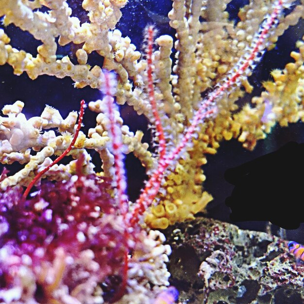 Foto prossimo piano dei coralli sott'acqua