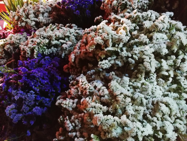 Photo close-up of coral in water