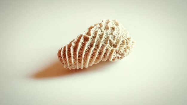 Photo close-up of coral over white background