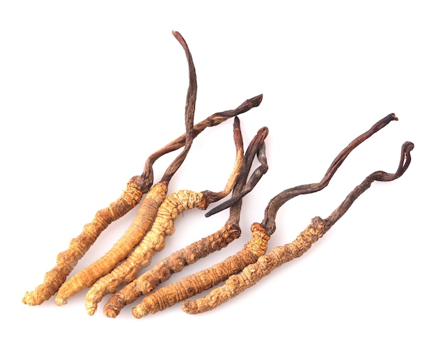 Photo close up cordyceps in studio