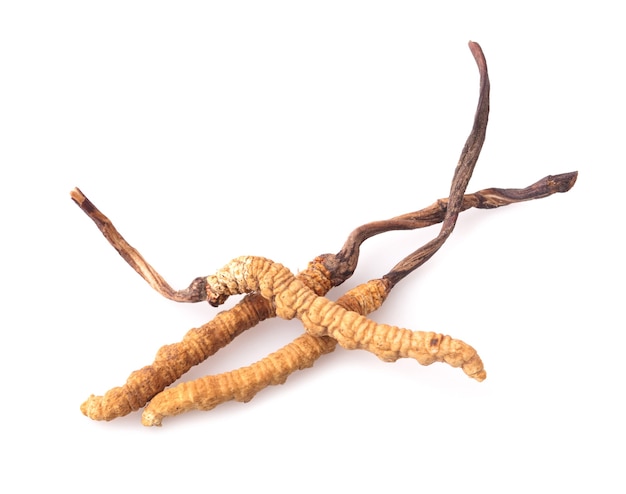 Close up cordyceps in studio