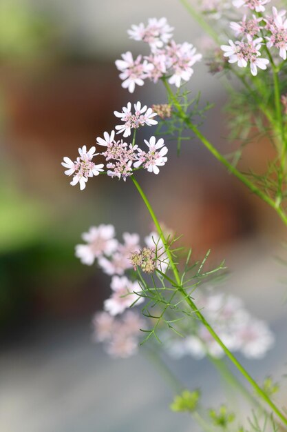 Close up of Coriander flower with selective focus