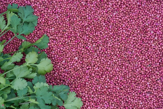 Close up coriander leaves on dried coriander seeds.