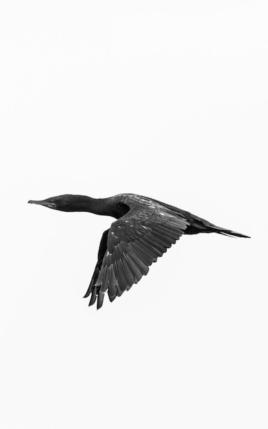 close-up of cormorant bird flying against clear sky