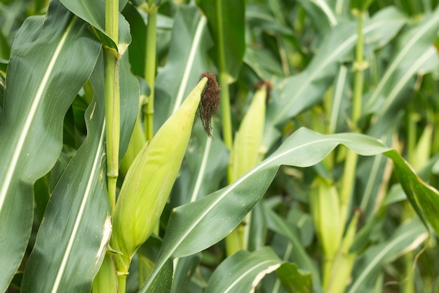 Close up of corn on the cob.